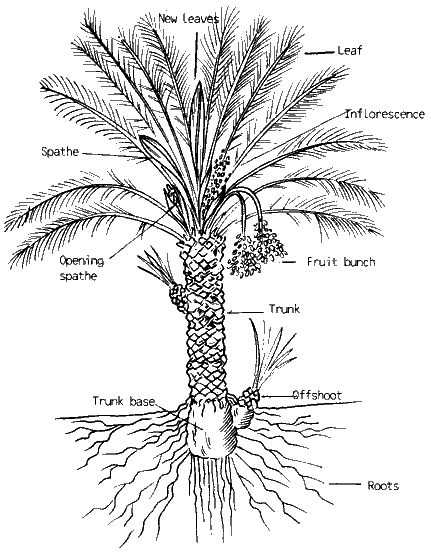 palm tree parts diagram