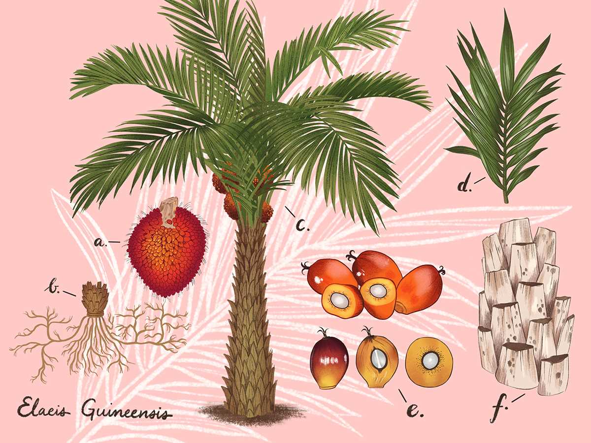 palm tree parts diagram
