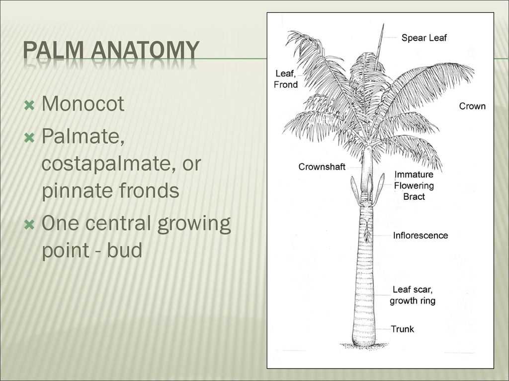 palm tree parts diagram