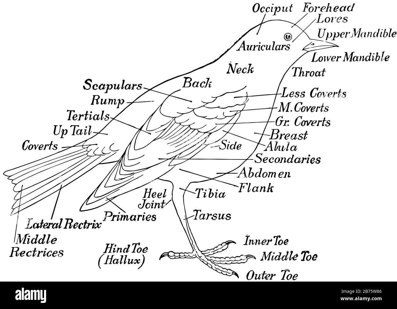 parts of a bird diagram