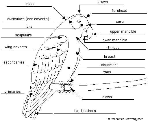 parts of a bird diagram