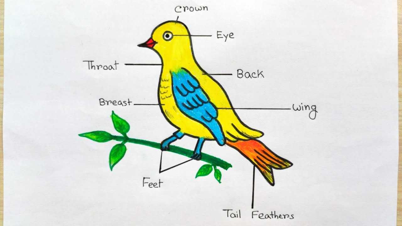 parts of a bird diagram