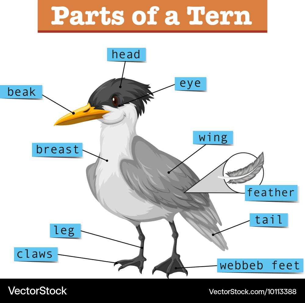 parts of a bird diagram