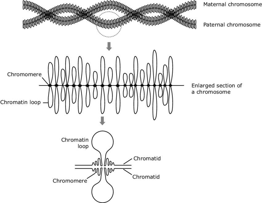 parts of a chromosome diagram