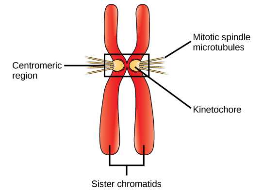 parts of a chromosome diagram