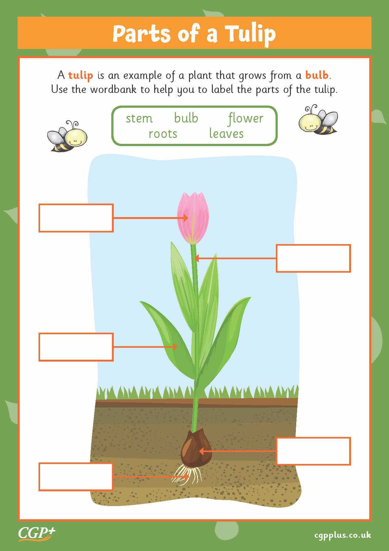 parts of a daffodil diagram