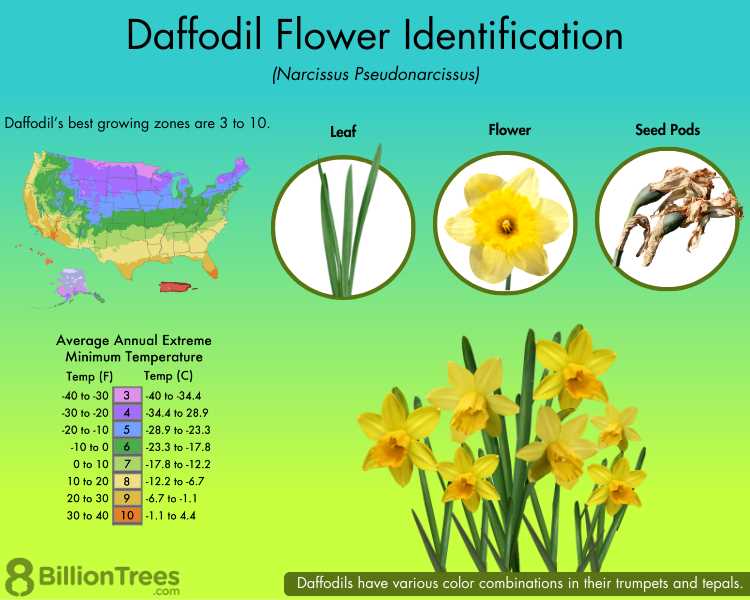 parts of a daffodil diagram