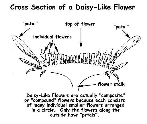 parts of a daisy flower diagram