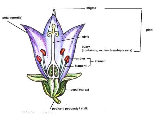 parts of a flower diagram