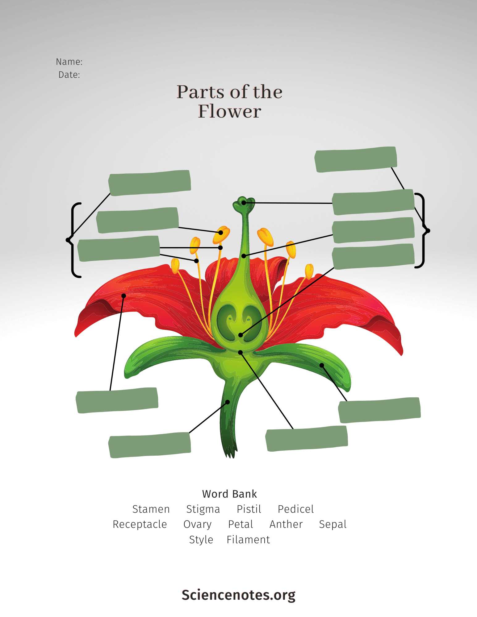 parts of a flower diagram blank