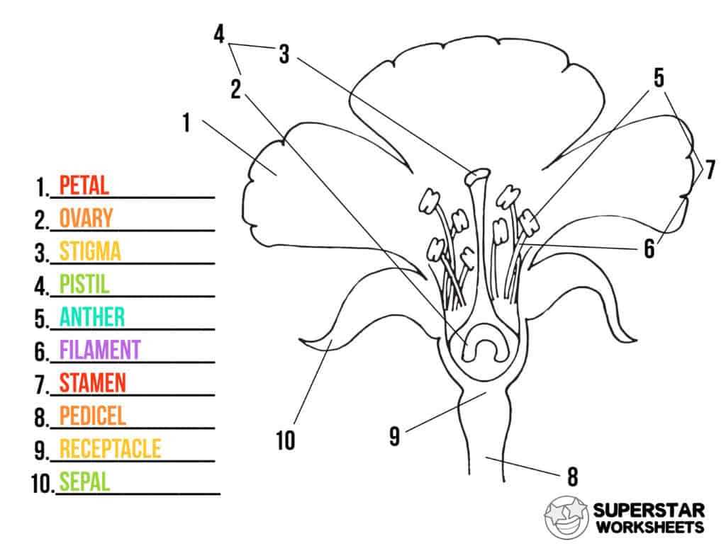 parts of a flower diagram quiz