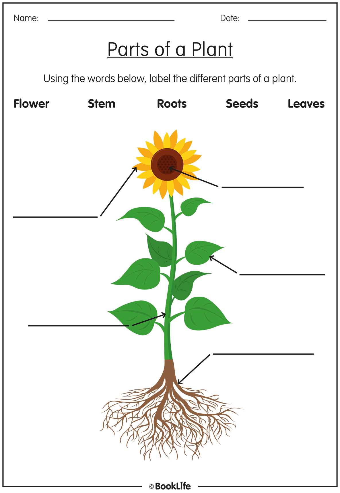 parts of a flower diagram quiz