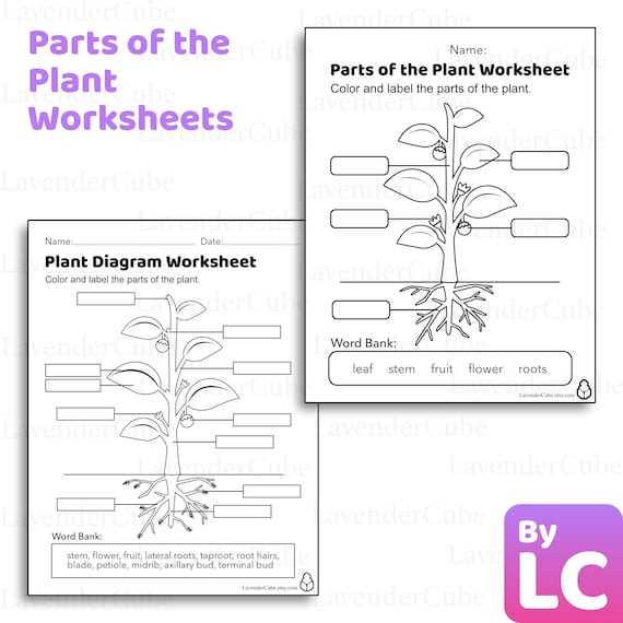 parts of a flower diagram worksheet