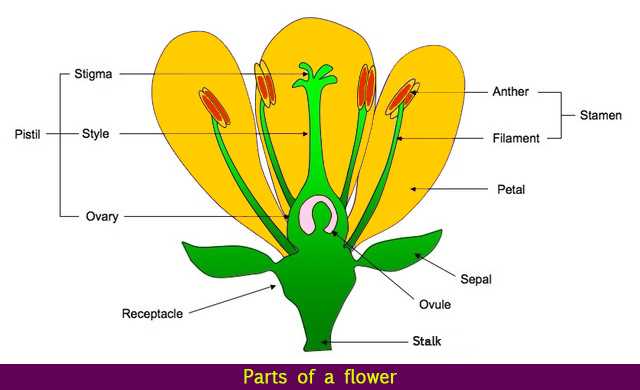 parts of a flower diagram