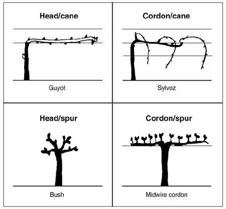parts of a grape vine diagram