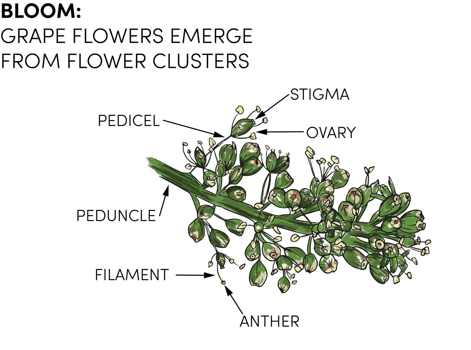 parts of a grape vine diagram