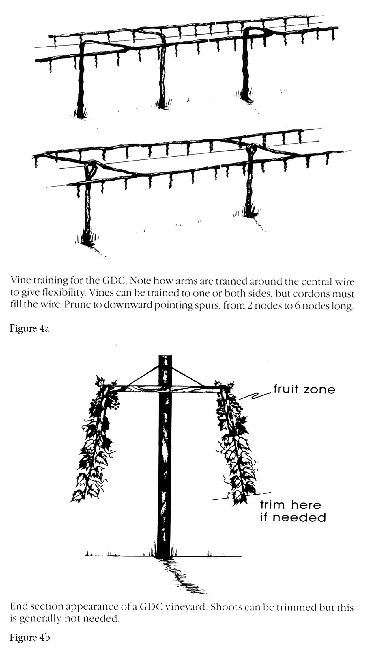 parts of a grape vine diagram