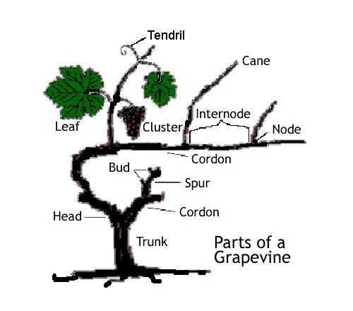 parts of a grape vine diagram