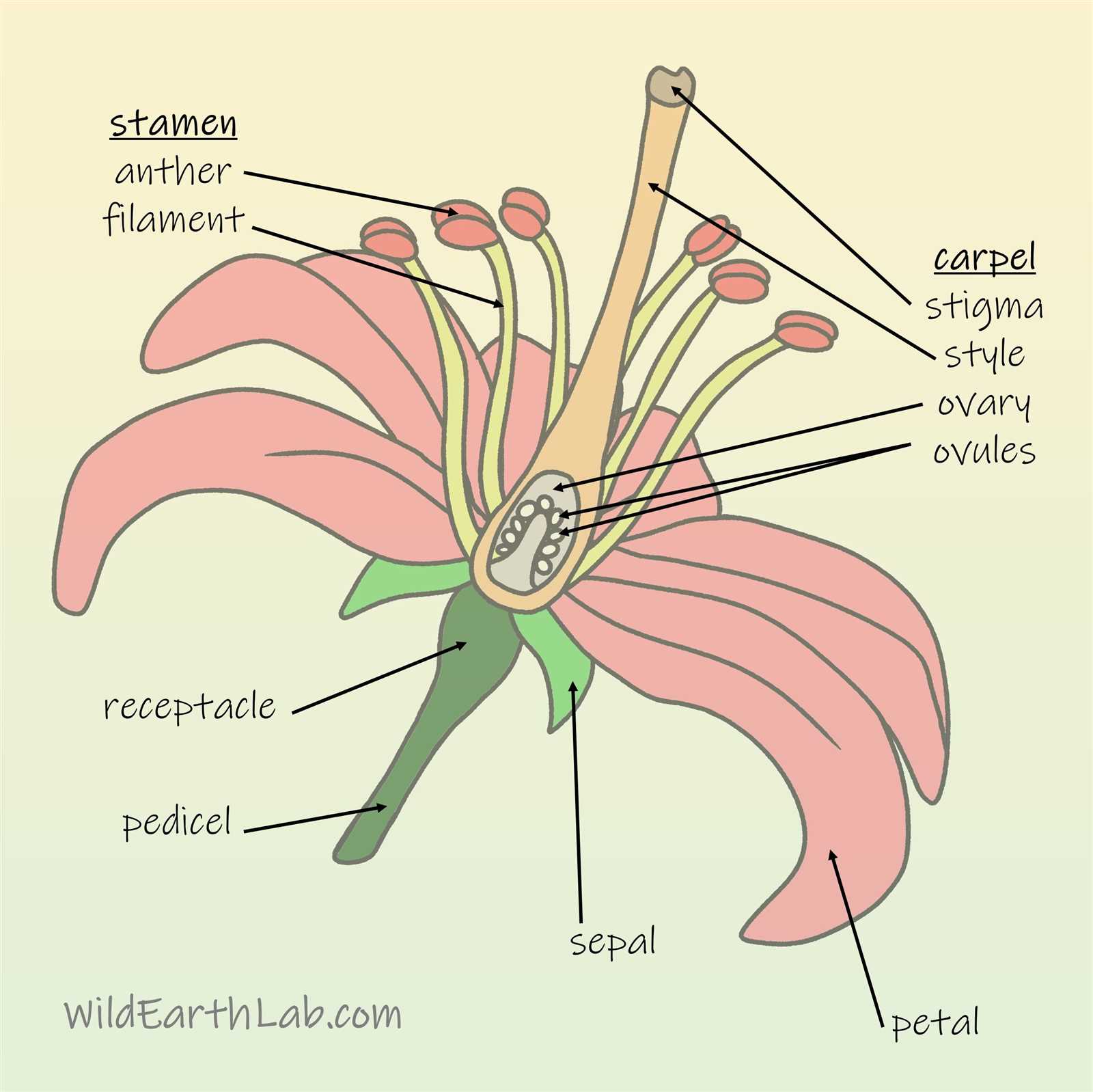 parts of a lily flower diagram