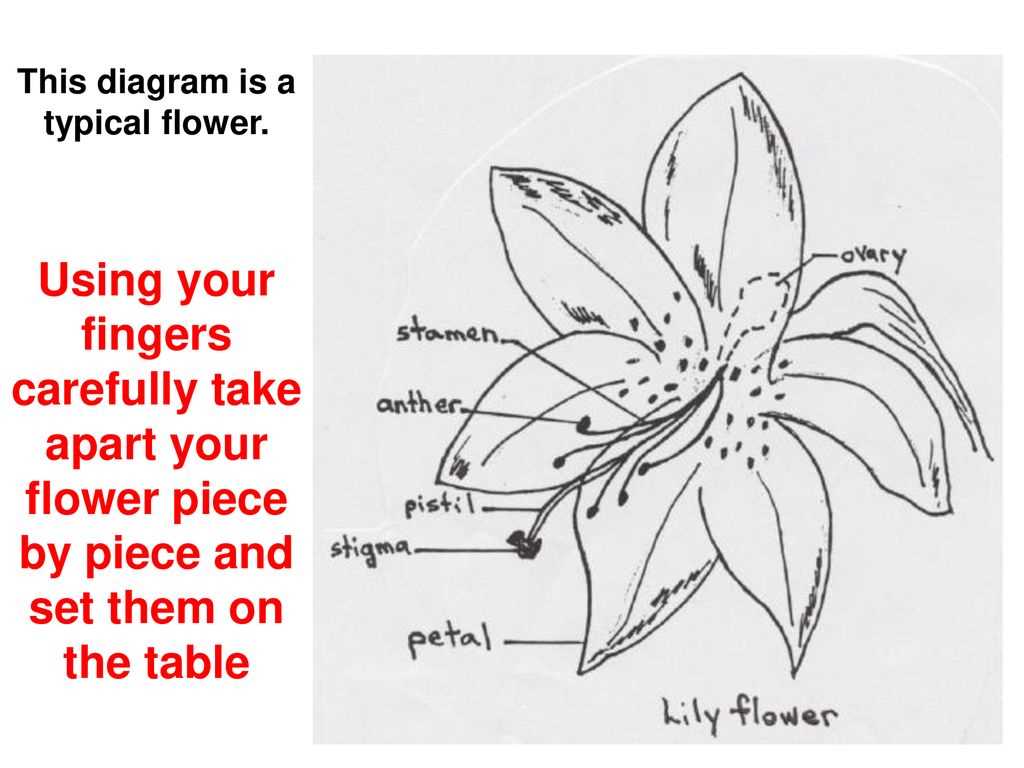 parts of a lily flower diagram