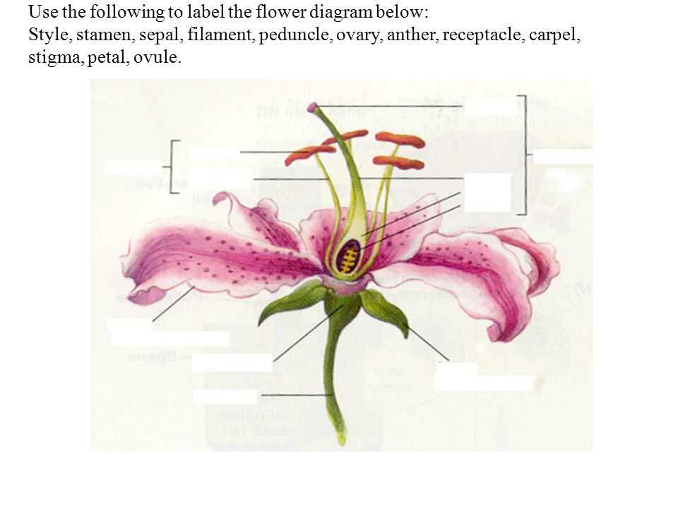 parts of a lily flower diagram