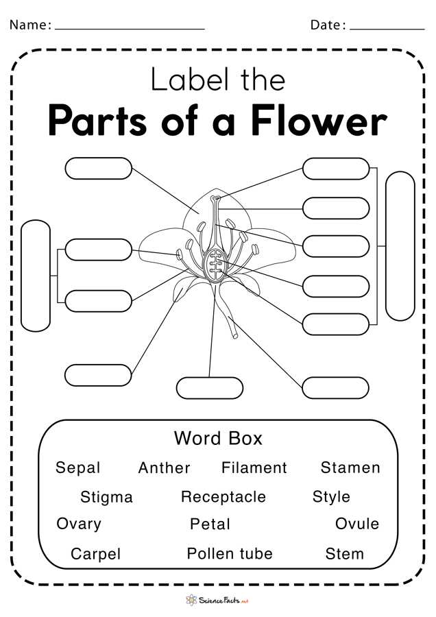 parts of a plant diagram to label