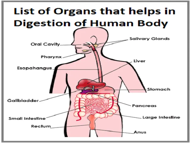 parts of digestive system diagram