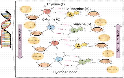 parts of dna diagram