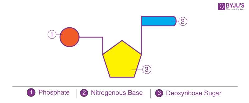 parts of dna diagram