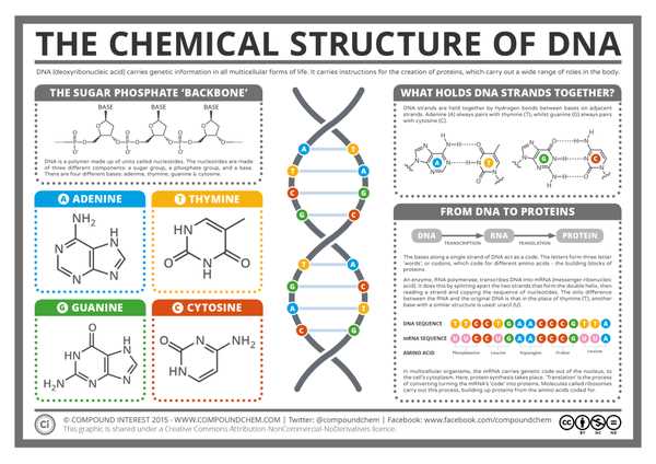 parts of dna diagram