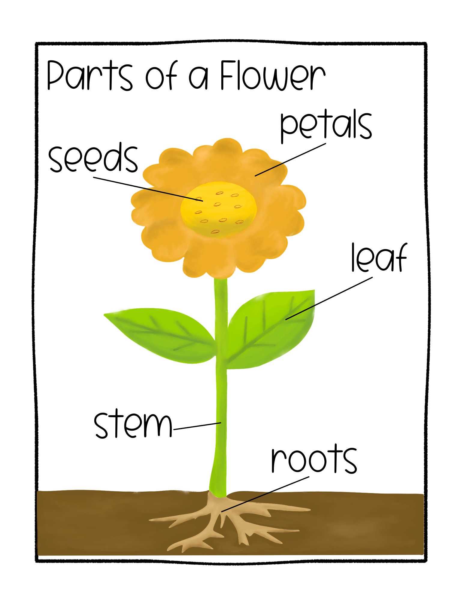 parts of flower diagram labeled