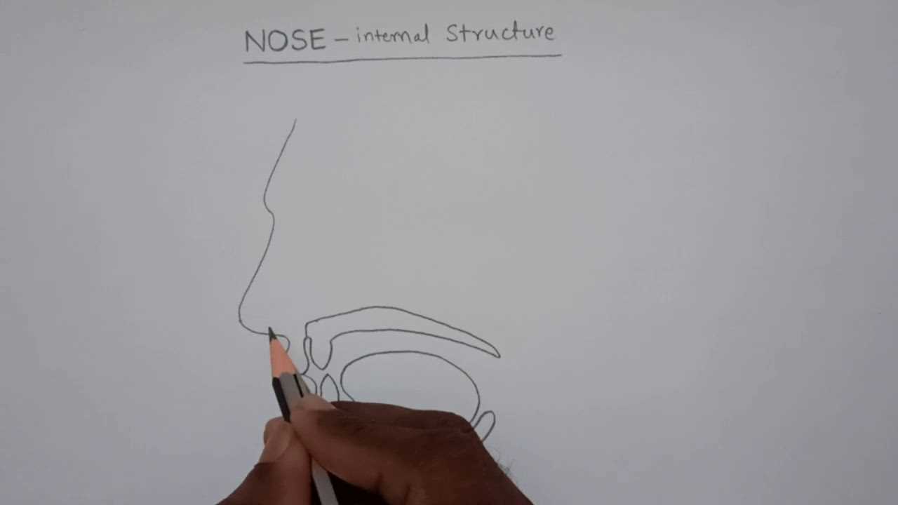 parts of human nose diagram