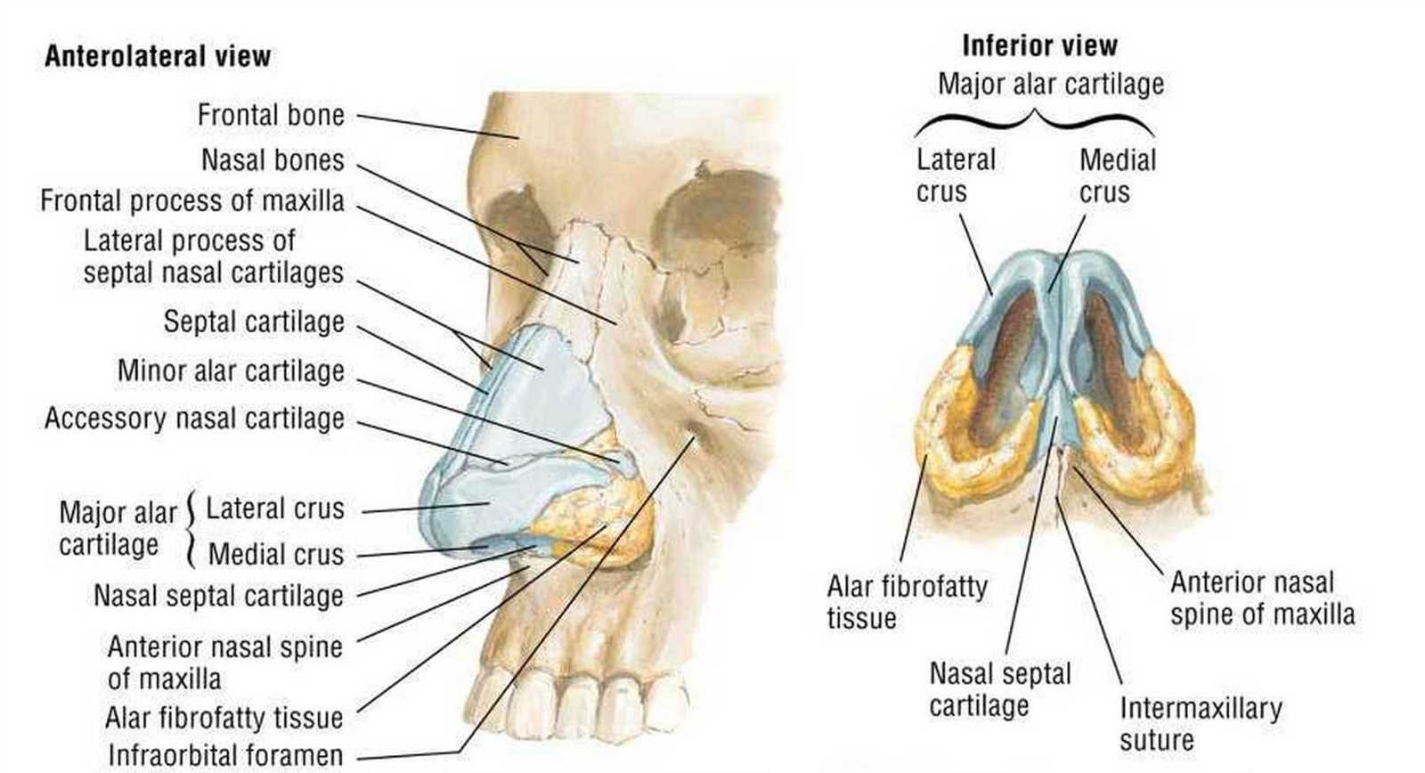 parts of human nose diagram