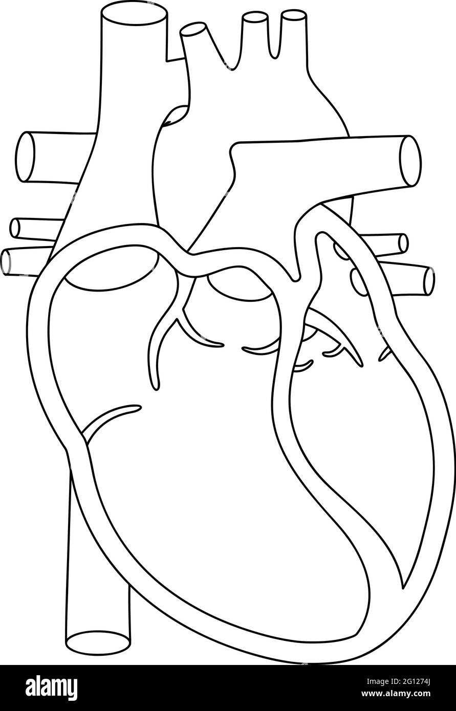 parts of the heart blank diagram