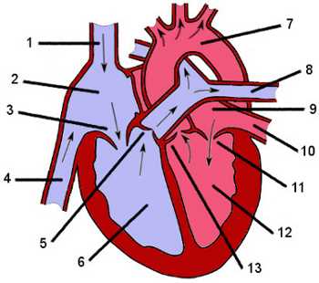 parts of the heart blank diagram