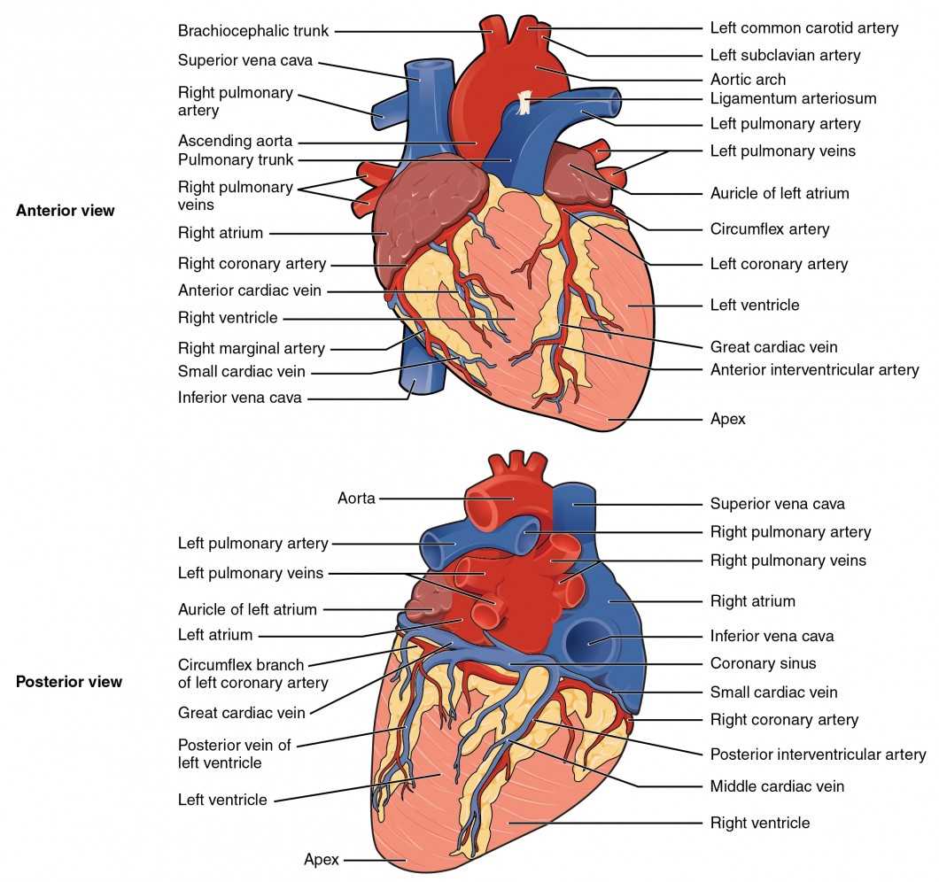 parts of the heart diagram