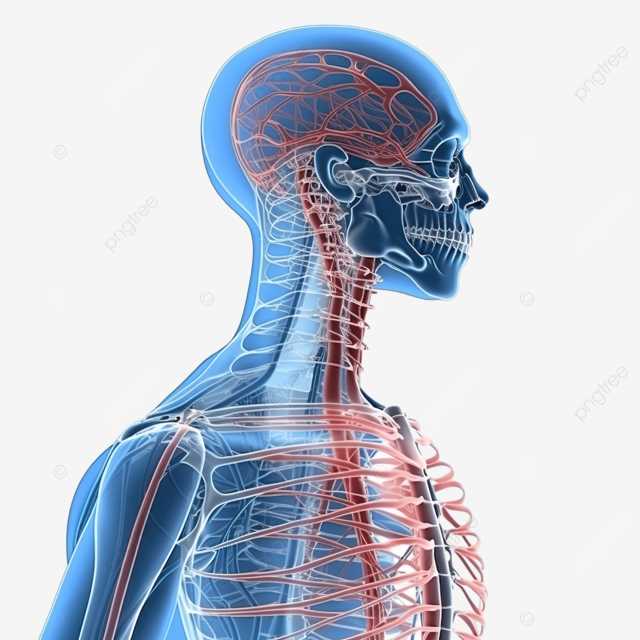 parts of the nervous system diagram