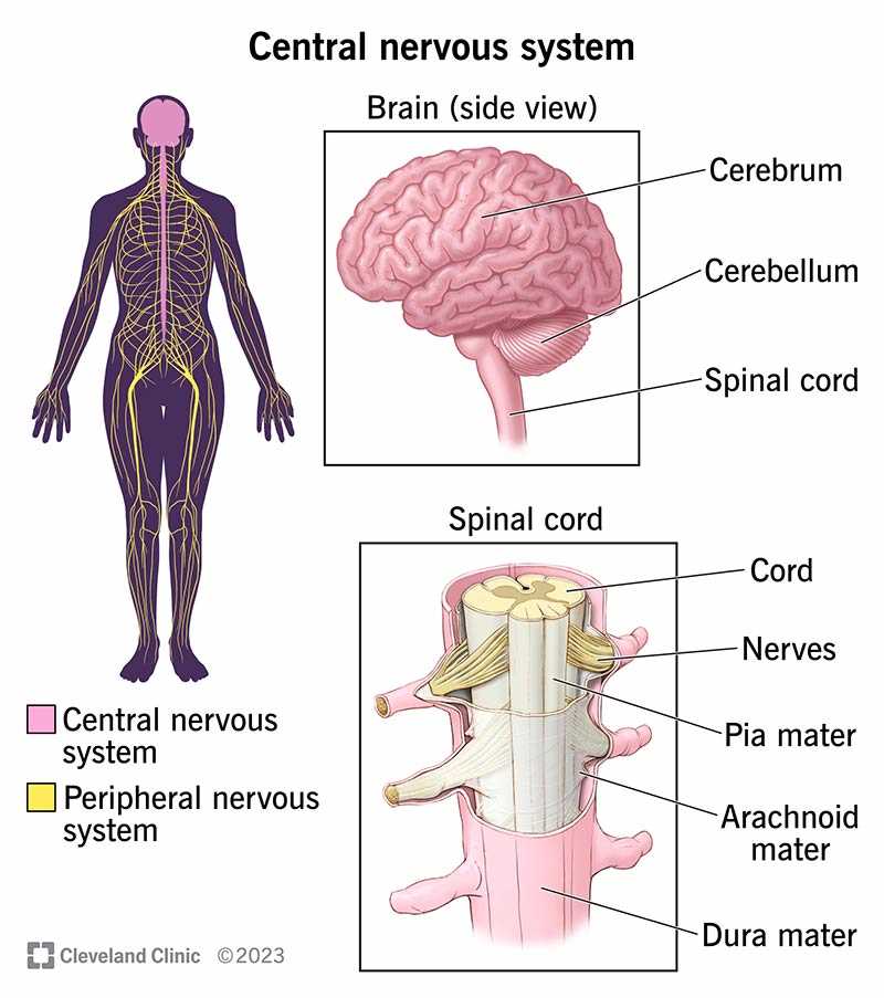 parts of the nervous system diagram