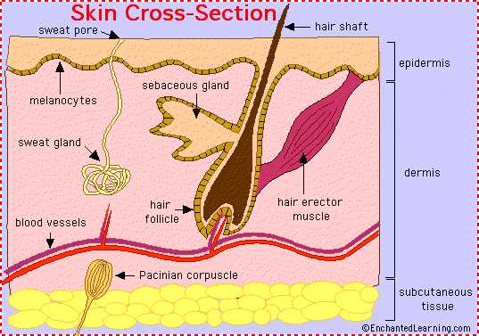 parts of the skin diagram