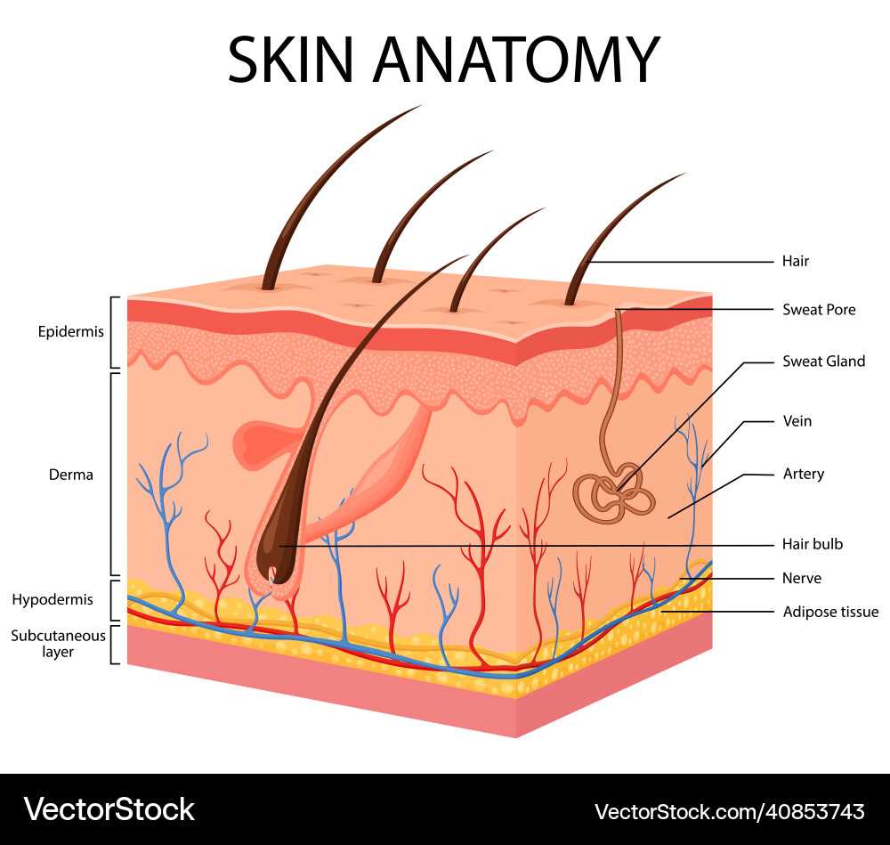 parts of the skin diagram