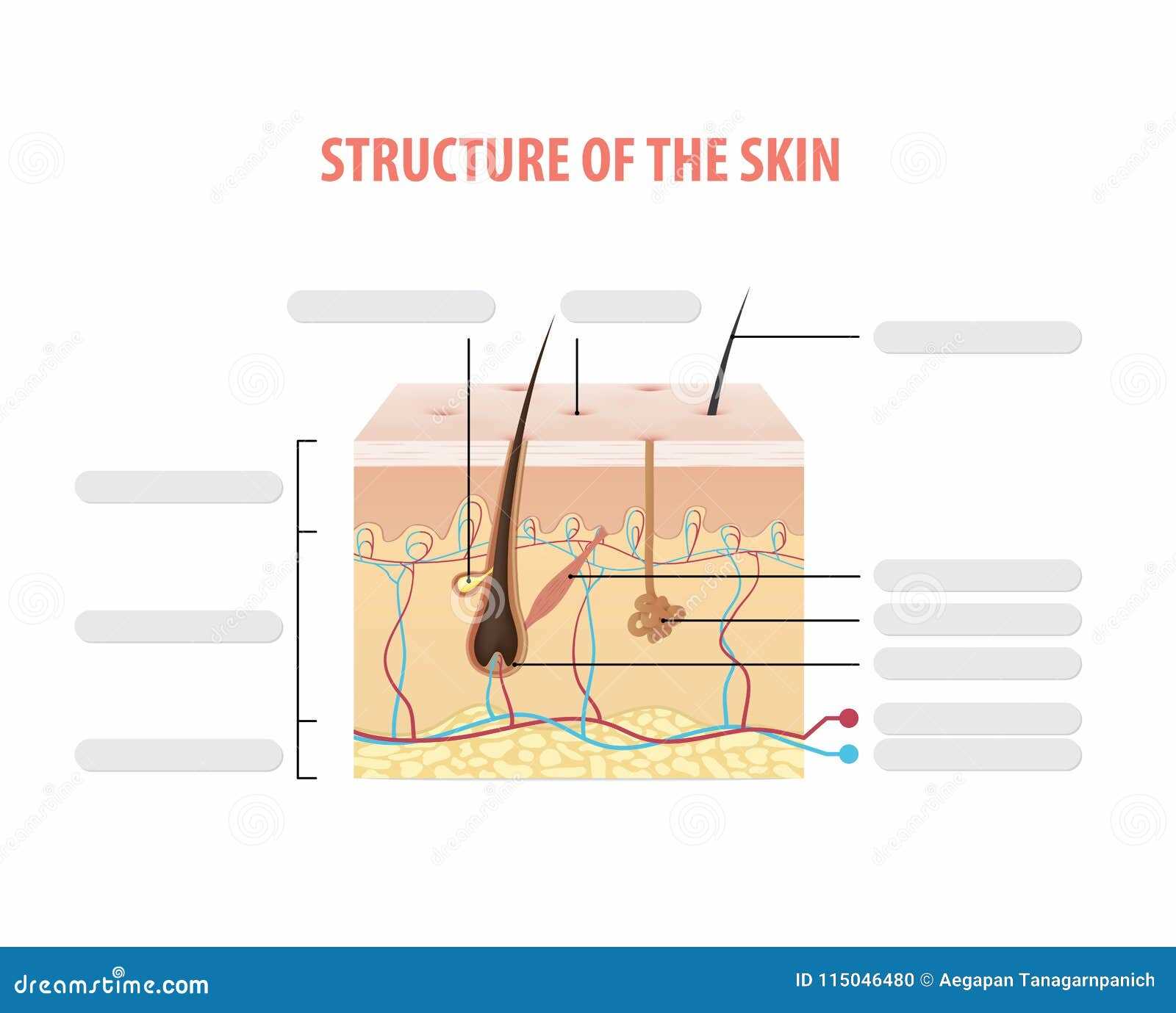 parts of the skin diagram