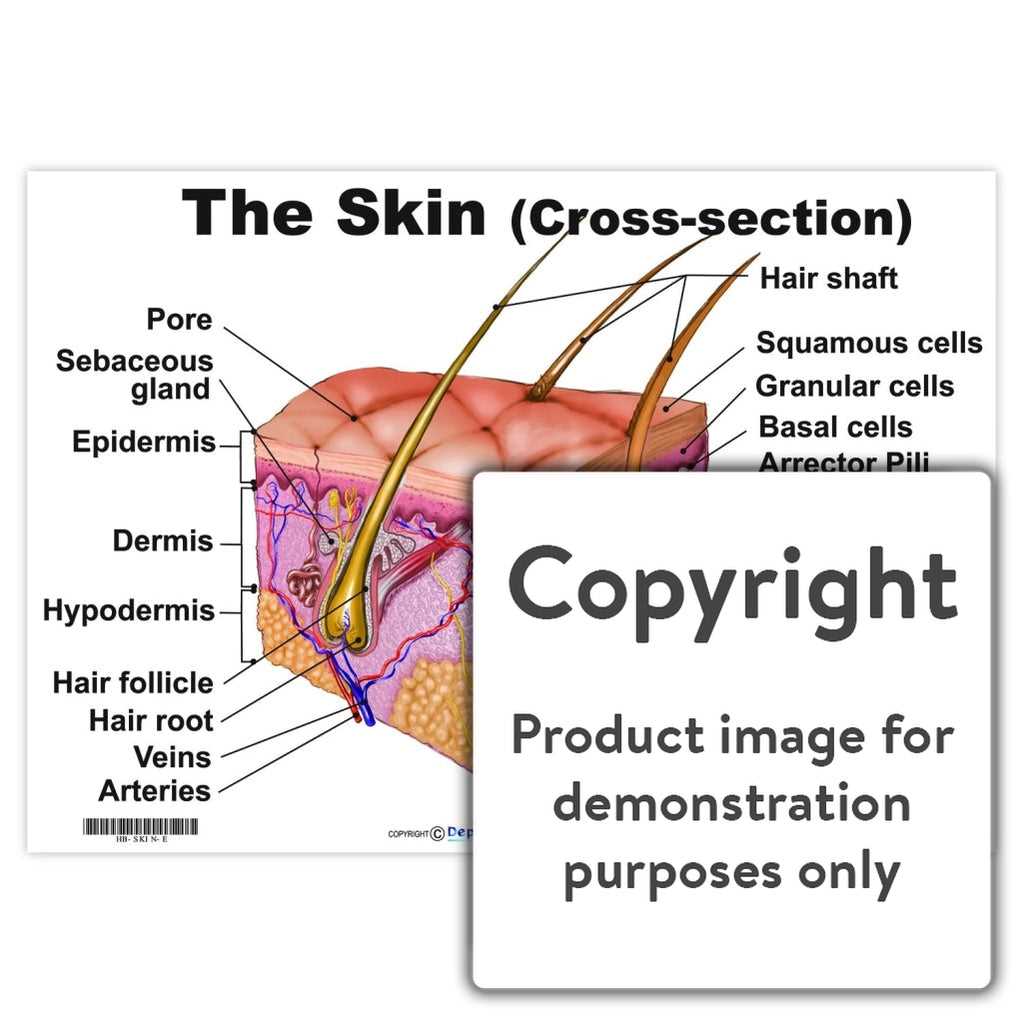 parts of the skin diagram