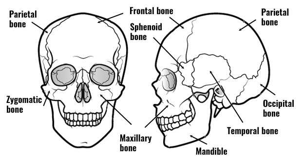 parts of the skull diagram