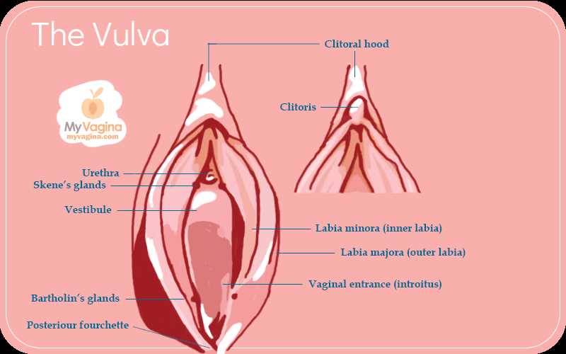 parts of vulva diagram