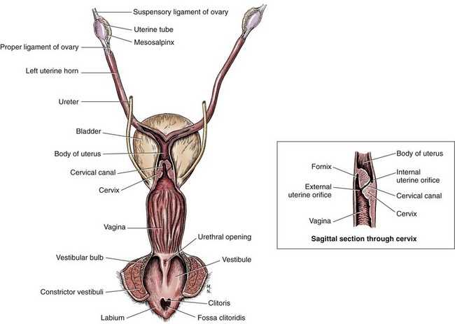 parts of vulva diagram