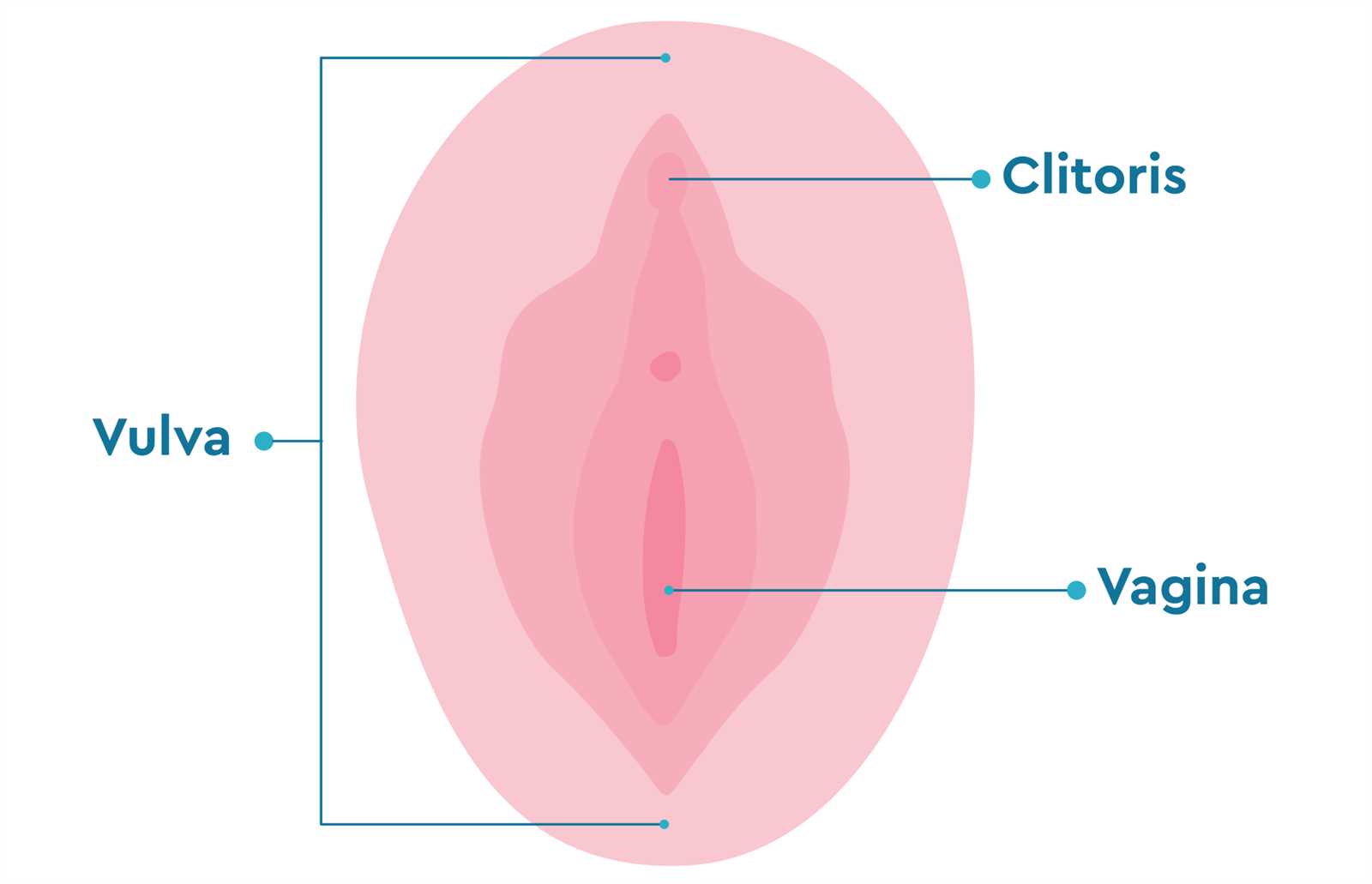 parts of vulva diagram