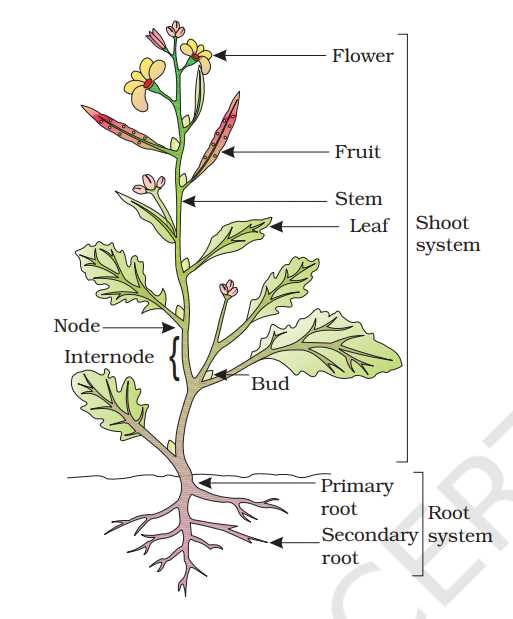 simple parts of a flower diagram