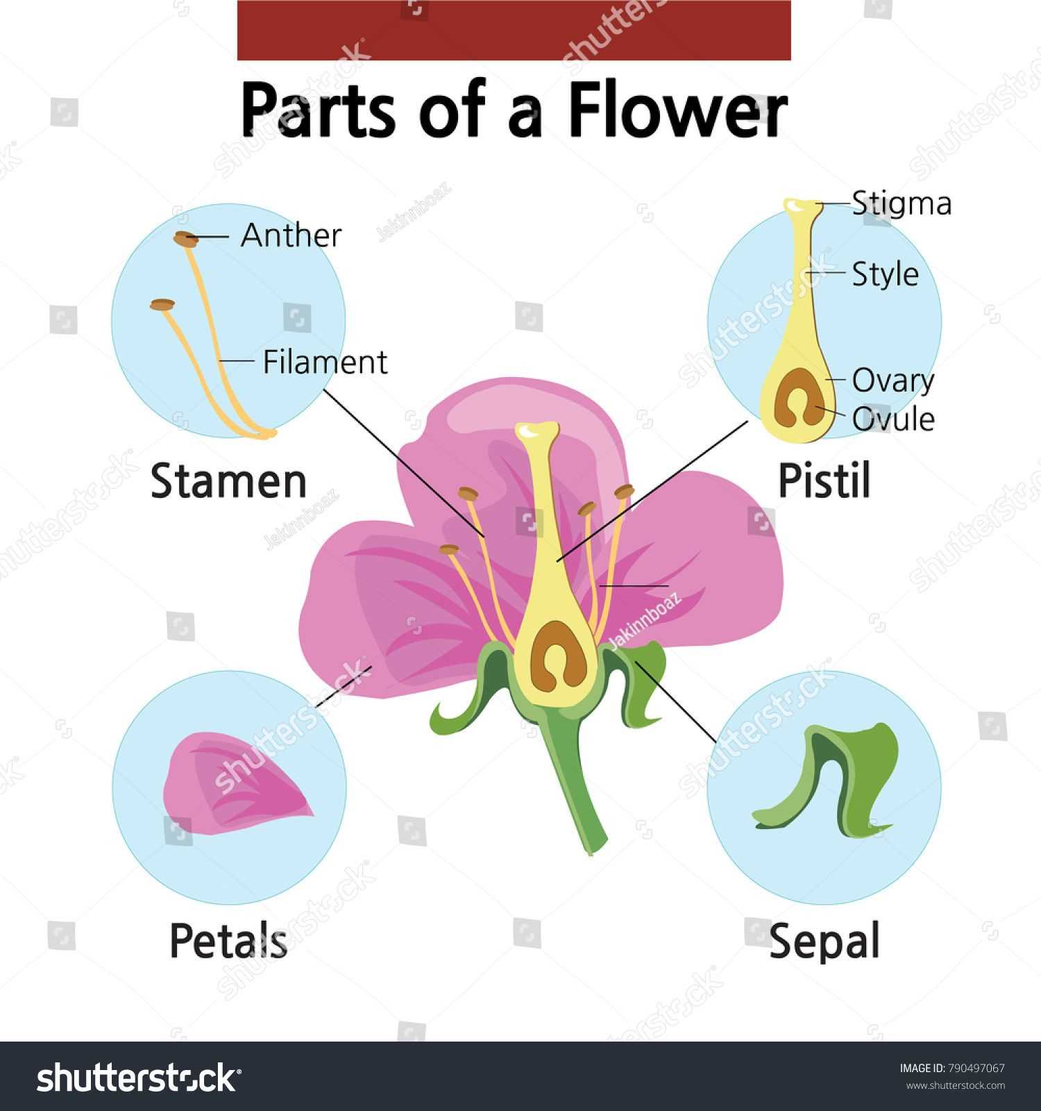 simple parts of a flower diagram