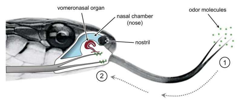 snake body parts diagram