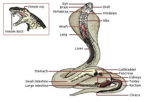 snake body parts diagram